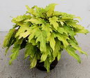 Philodendron Winterbourn,Philodendron 'Xanadu' Hort.
